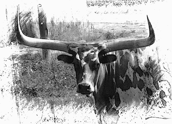 The Longhorn