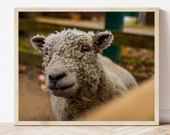 Photography, Photo Download, Digital Photo, Photo Print, Sheep Photo, Sheep Photography, Farm Animal Photo, Barn Animal Photography