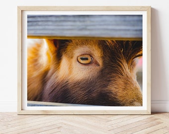 Photography, Photo Download, Digital Photo, Goat Photo, Goat Photograph, Farm Animal Photograph, Barn Animal Photo, Animal Photography