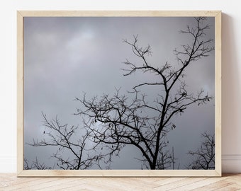 Photography, Photo Download, Digital Photo, Tree Photograph, Winter Trees Photo, Dead Trees Photo, Landscape Photo, Photography Gift