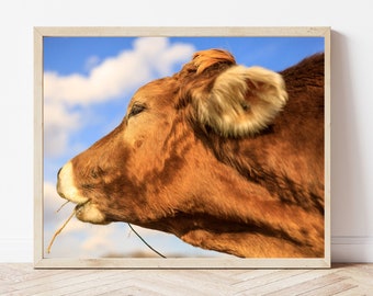 Photography, Photo Download, Digital Download, Photo Print, Cow Photo, Farm Animal Photo, Barn Animal Photo, Photography Gift, Photo Gift