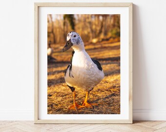 Photo Download, Digital Download, Photo Print, Duck Photo, Duck Photograph, Bird Photography, Bird photo, Animal Photo, Modern Photography