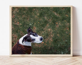 Photography, Photo Download, Digital Download, Photo Print, Dog Photo, Dog Photography, Pitbull Photo, Pitbull Photograph, Lucky Photo