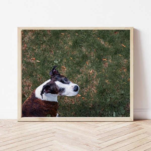 Photography, Photo Download, Digital Download, Photo Print, Dog Photo, Dog Photography, Pitbull Photo, Pitbull Photograph, Lucky Photo