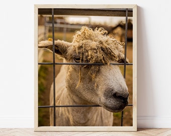 Photography Download, Digital Photo, Photo Print, Sheep Photo, Sheep Photograph, Lamb, Farm Animal Photo, Animal Photo, Photography Gift