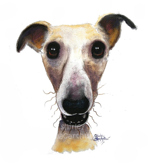 WHIPPET GREYHOUND PRINTS WaLL ART CaNVaS of Original Painting HANK by SHIRLEY M