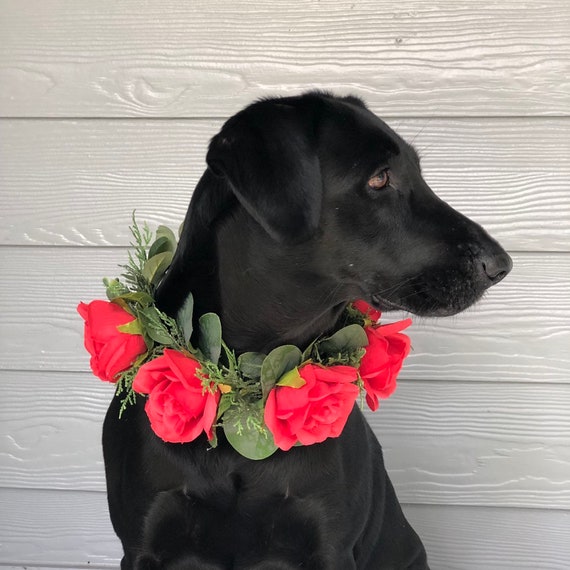 red rose dog collar