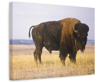 Bison Canvas Wall Art Canvas Buffalo Print Landscape Plain Southwestern Grazing Photography Western Art Wall Decor