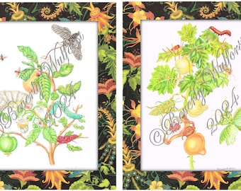 May include: Two watercolor paintings of a plant with various insects and the text "© Beverly Wulforst 2024".