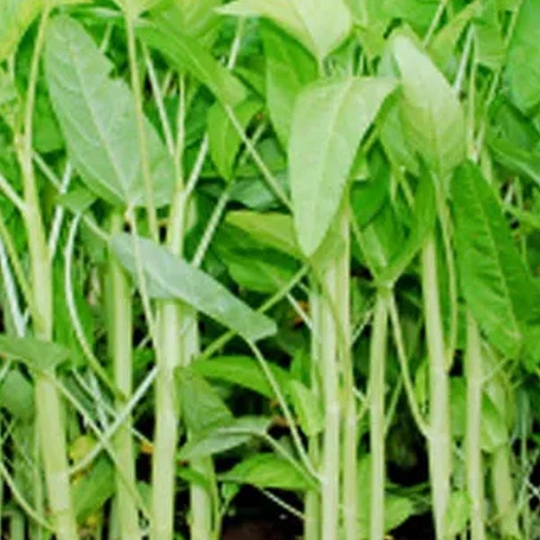 50+White Stem Water Spinach Seeds Ong Choy,Kong Xin Cai,Heavy Producer Fresh USA | Free Shipping