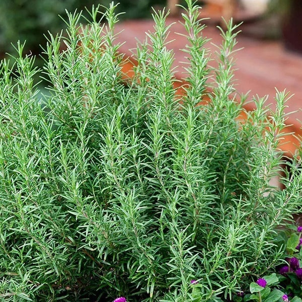 50+Rosemary seeds Evergreen shrub Culinary Perennial Garden Container Herb  | Non-GMO | Free Shipping