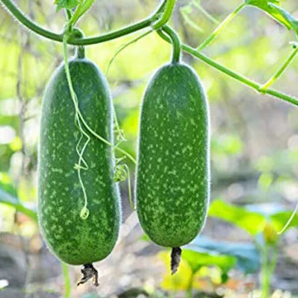 20+ Organic Hairy skin gourd seeds Fuzzy melon Wax gourd Hairy melon Mokwa