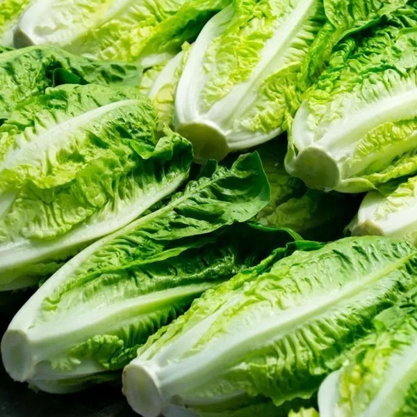 1000+Romaine Lettuce Seeds Parris Island Cos Romaine Lettuce(Lactuca sativa) | Free Shipping