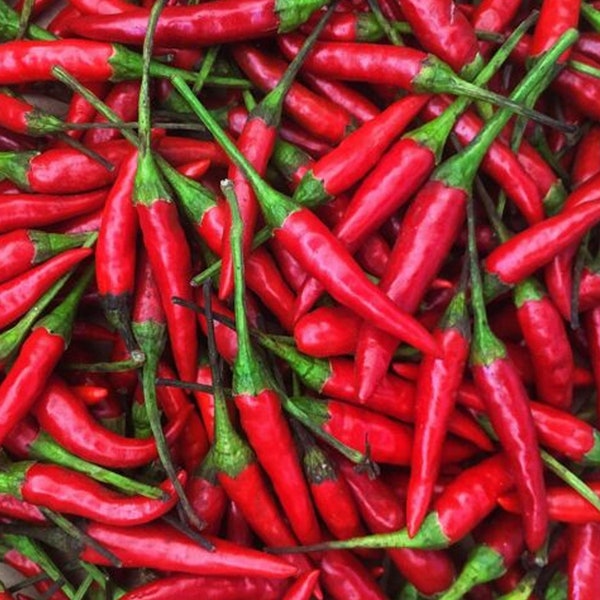 Thai Hot Pepper Seeds | Non-GMO | Free Shipping