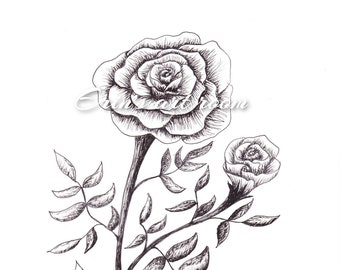 Schwarze und weiße Rose