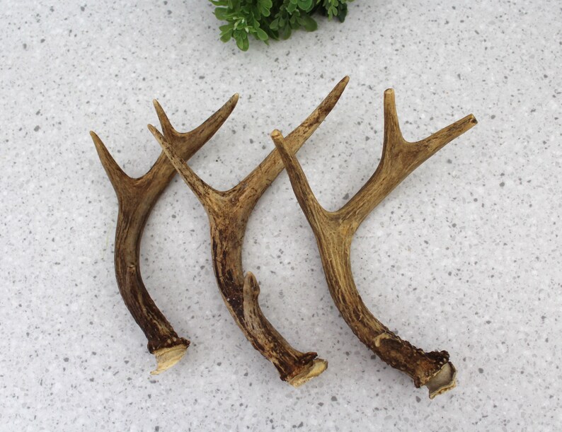 3 Decorative Deer Antlers Real Deer Antlers White Tail Deer Etsy