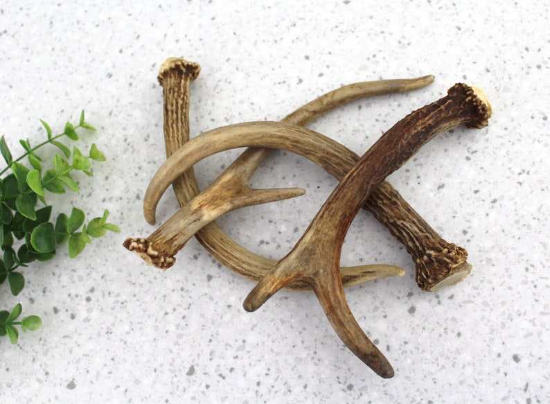 Decorative Deer Antlers 4 Real Deer Antlers White Tail Deer Etsy
