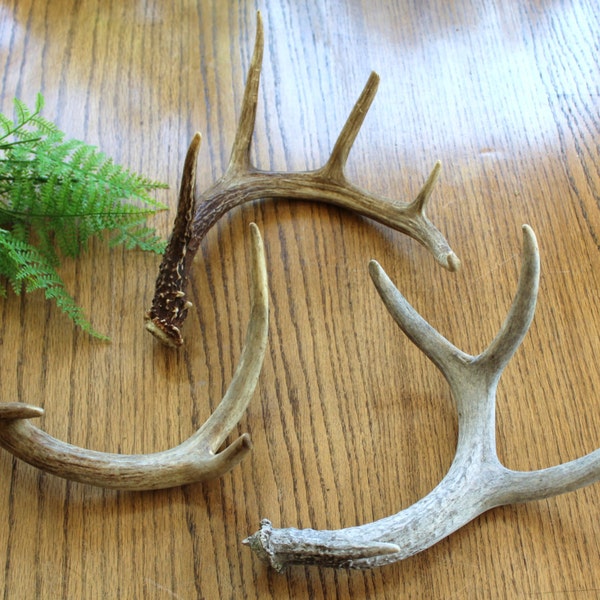 Authentische Set von 3 White Tail Hirschgeweih / Real Geweih / Rustic Home Decor / Geweih Bock / Satz von Geweih