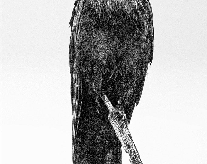 Raven in spring rain, Laird Township, Ontario