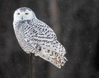 Snowy owl female, near Thessalon, Ontario