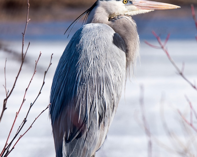 Great blue heron, Whitefish Island, Sault Ste Marie, Ontario