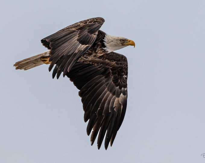 Bald eagle, Laird Township, Ontario