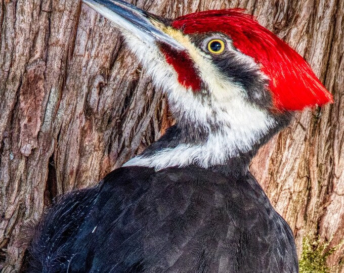 Pileated woodpecker, Laird Township, Ontario