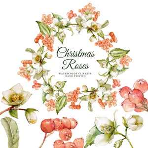 Christmas roses, christmas watercolor, watercolor clipart's, hand painted 5 clipart's without background, 5 png files - 300 dpi