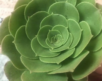 Aeonium cutting , easy care Succulent garden house plant