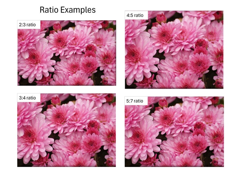 Instant Download of Pink Mums, Printable, Nature Photography, Flower ...