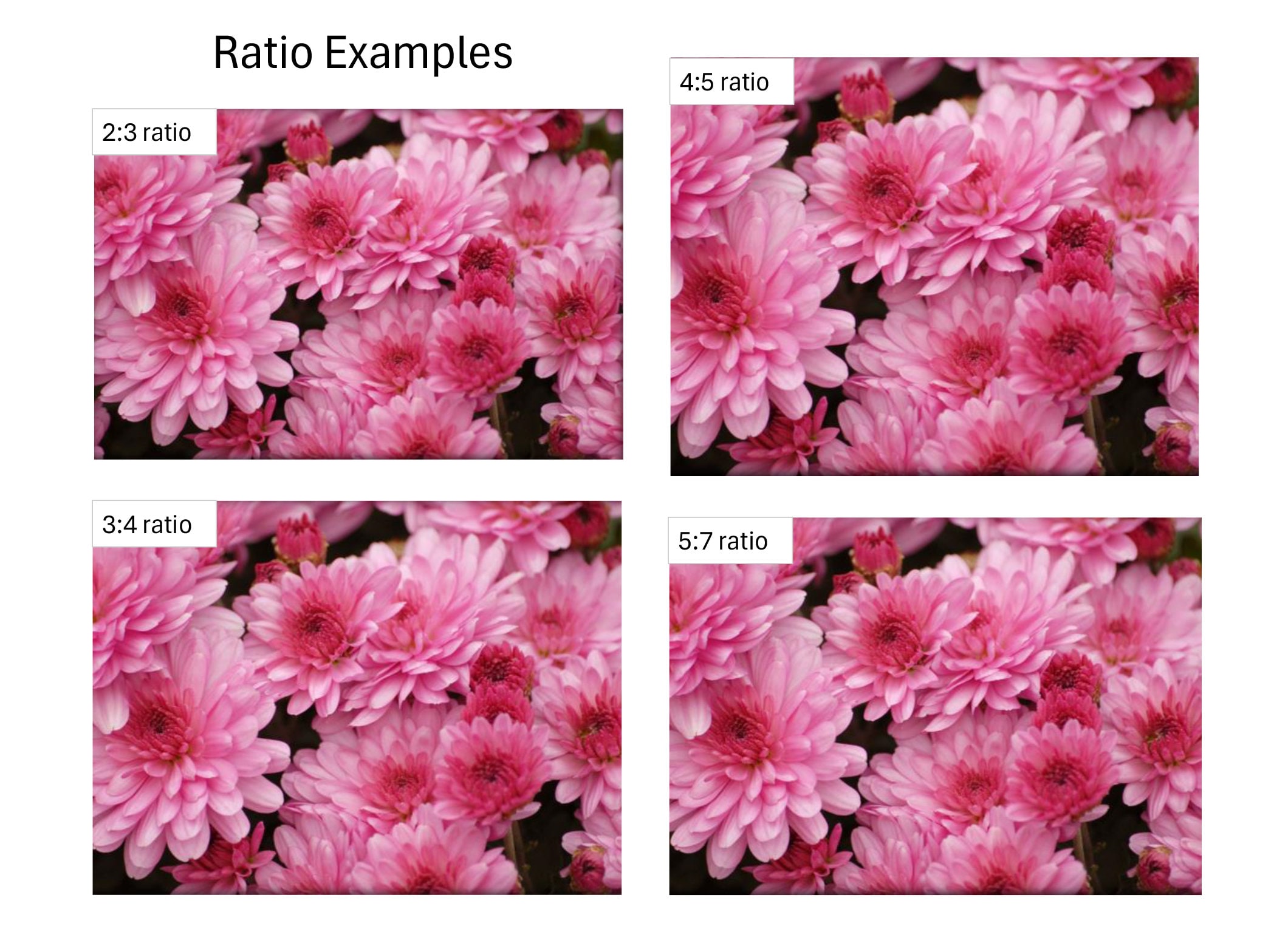 Instant Download of Pink Mums, Printable, Nature Photography, Flower ...