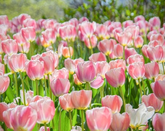 Professional Print of Pink & White Tulips, Nature Photography, Flower Photography, Spring, Garden, Wall Art, Home Decor