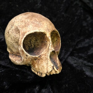 Resin Capuchin Monkey Skull Replica: Aged Prop, Costume Piece