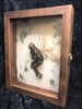 Dead Fairy Display Case 