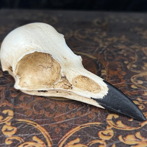 Crâne de corbeau Crâne de pie