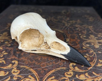 Raven Skull Magpie Skull