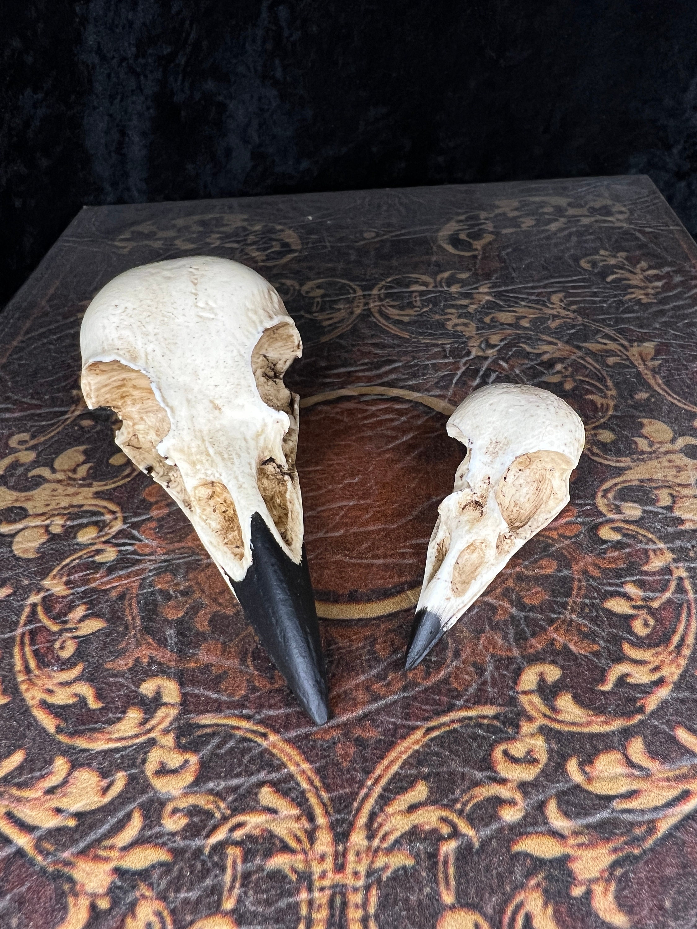 カグラザメ 頭骨 カマストガリザメ 頭骨標本 幅約29cm [Carcharhinus limbatus