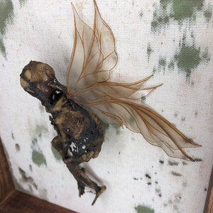 Dead Fairy Display Case - Etsy