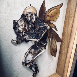 Dead Fairy Display Case