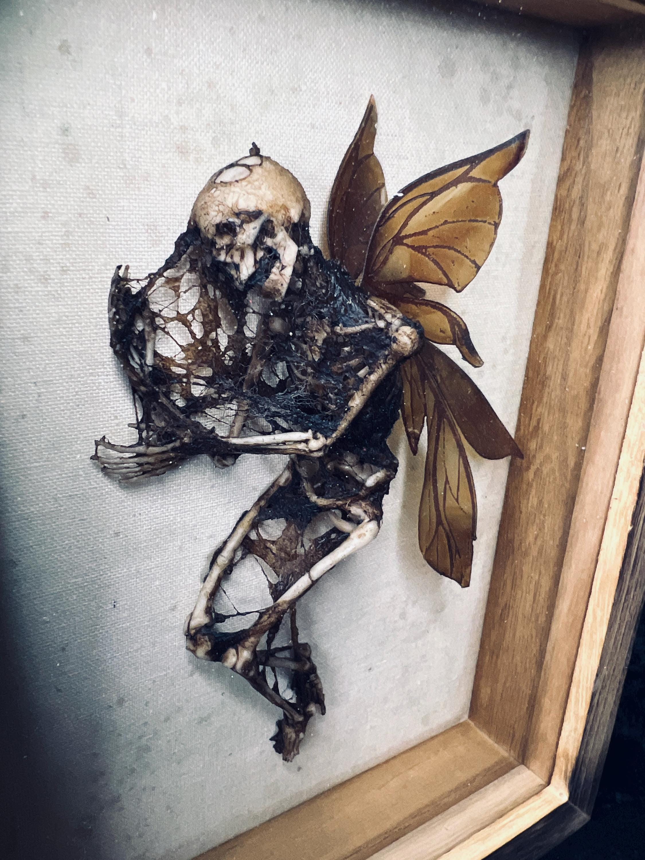 Dead Fairy Display Case - Etsy