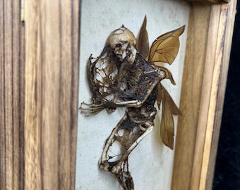 Dead Fairy Display Case - Etsy