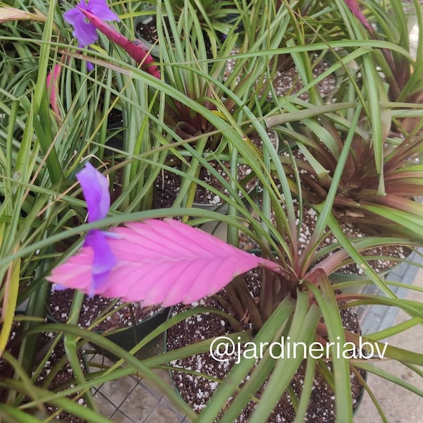 Bromeliad Tillandsia Cyanea "Pink Quill" - Live Plant