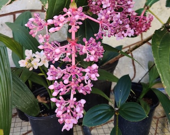 Medinilla Speciosa - Showy Asian Grapes - Live Plant