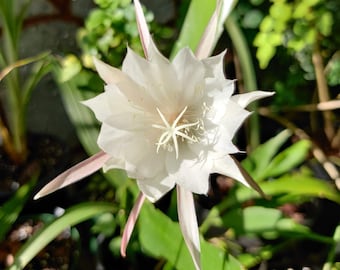 Epiphyllum Pumilum Orchid Cactus - Live Plant
