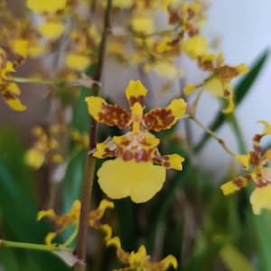 Orchid Oncidium Sphacelatum Golden Shower Orchid Dancing Lady Orchid Pseudobulb image 3