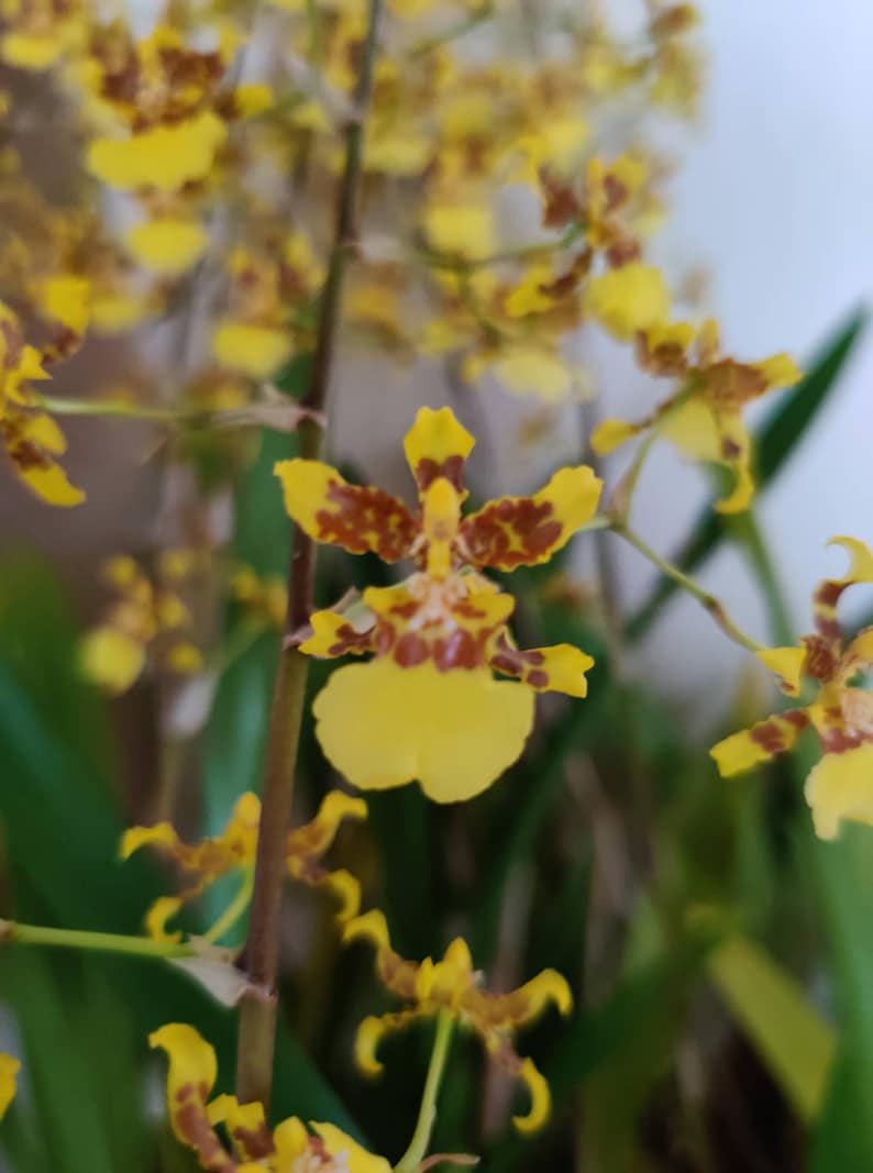 Orchid Oncidium Sphacelatum Golden Shower Orchid Dancing Lady Orchid Pseudobulb image 3