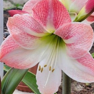 Amaryllis Apple Blossom Bulb afbeelding 2