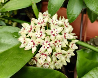 Hoya Australis - Porcelain Flower - Rooted Cutting