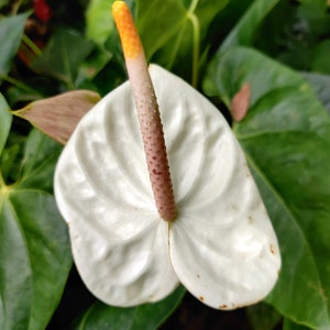 Pu&ograve; includere: Un fiore di anturio bianco con una spata gialla e marrone. Il fiore &egrave; circondato da foglie verdi.