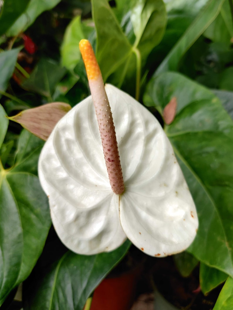 Pu&ograve; includere: Un fiore di anturio bianco con una spata gialla e marrone. Il fiore &egrave; circondato da foglie verdi.